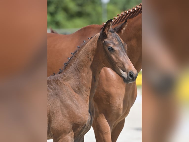 Duits sportpaard Merrie 18 Jaar 165 cm Vos in Weisel