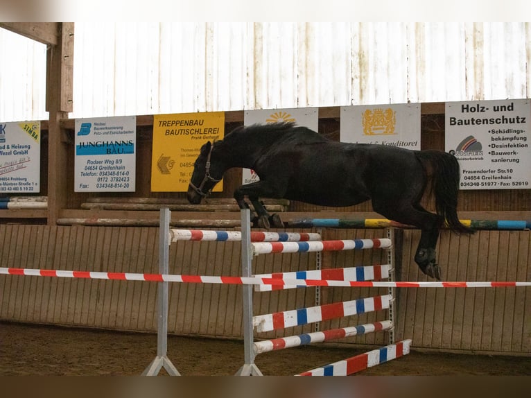 Duits sportpaard Merrie 18 Jaar 167 cm Zwartbruin in Frohburg