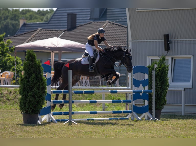 Duits sportpaard Merrie 18 Jaar 167 cm Zwartbruin in Frohburg