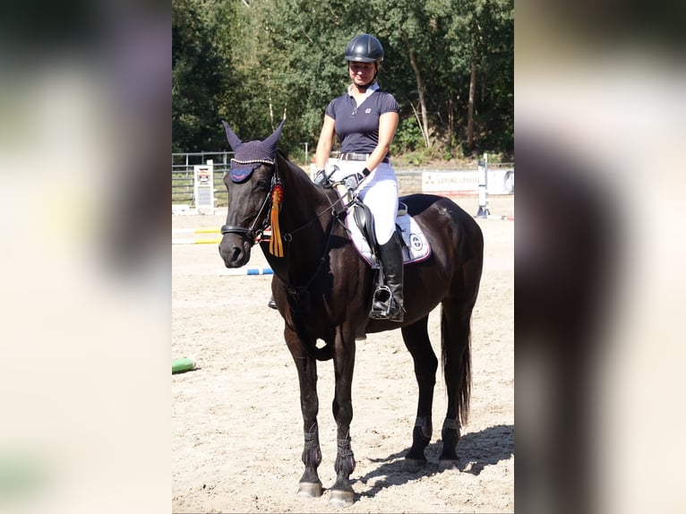 Duits sportpaard Merrie 18 Jaar 167 cm Zwartbruin in Frohburg