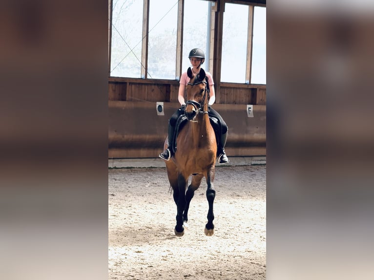 Duits sportpaard Merrie 18 Jaar 168 cm Bruin in Nürnberg