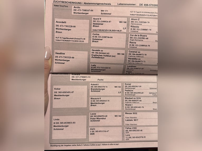 Duits sportpaard Merrie 18 Jaar 168 cm Schimmel in Schwedt/Oder