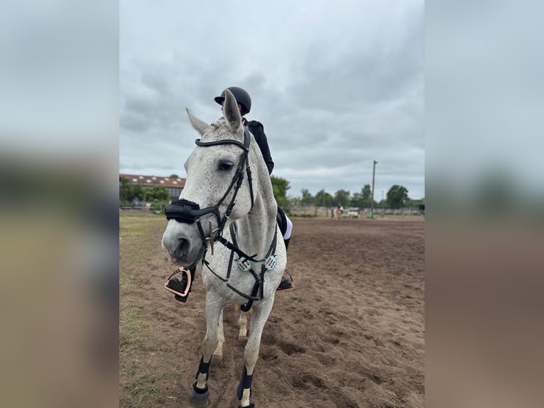 Duits sportpaard Merrie 18 Jaar 168 cm Schimmel in Schwedt/Oder