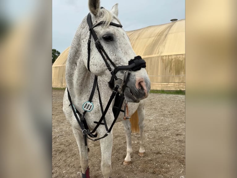 Duits sportpaard Merrie 18 Jaar 168 cm Schimmel in Schwedt/Oder