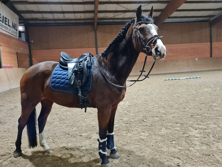 Duits sportpaard Merrie 18 Jaar 170 cm Bruin in Bocholt