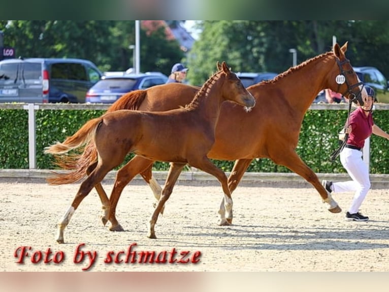 Duits sportpaard Merrie 18 Jaar 174 cm Vos in Frauenstein