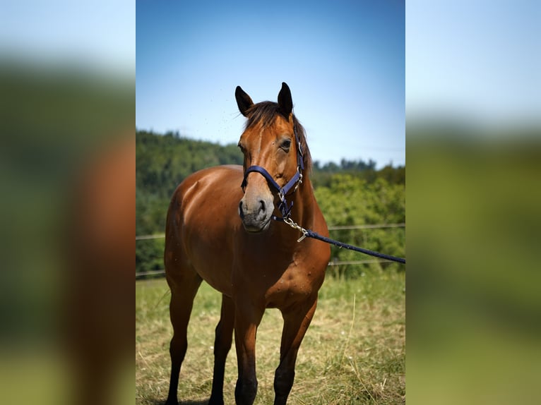 Duits sportpaard Merrie 18 Jaar in Lörrach