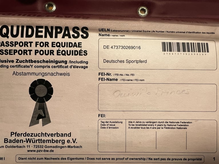 Duits sportpaard Merrie 18 Jaar in Lörrach