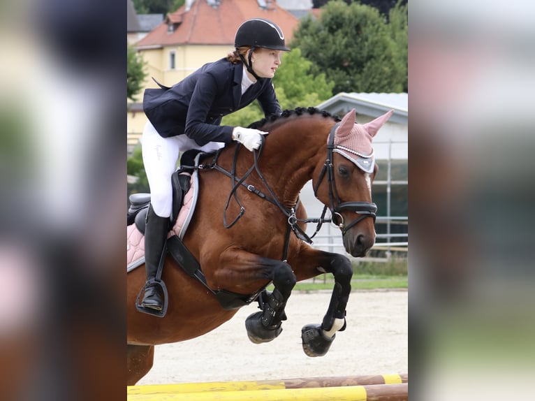 Duits sportpaard Merrie 19 Jaar 158 cm Bruin in Dresden