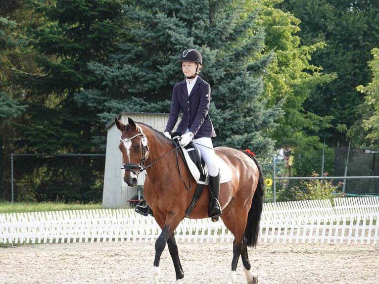 Duits sportpaard Merrie 19 Jaar 158 cm Bruin in Dresden