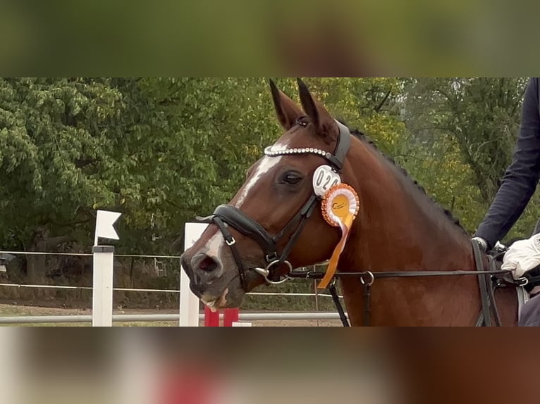 Duits sportpaard Merrie 19 Jaar 158 cm Bruin in Dresden