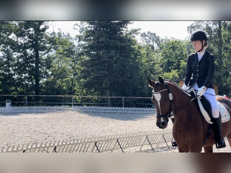 Duits sportpaard Merrie 19 Jaar 158 cm Bruin in Dresden