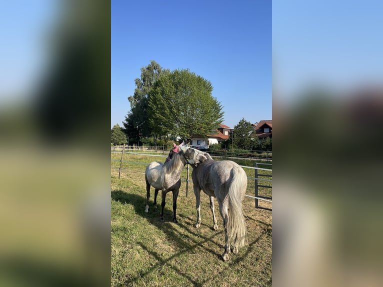 Duits sportpaard Merrie 19 Jaar 165 cm Schimmel in Renchen