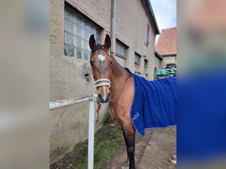 Duits sportpaard Merrie 19 Jaar 166 cm Bruin in Sohland am Rothstein