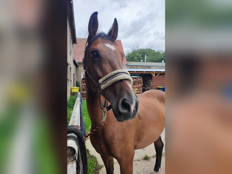 Duits sportpaard Merrie 19 Jaar 166 cm Bruin in Sohland am Rothstein