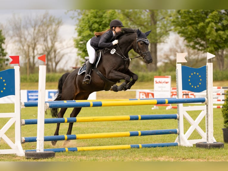 Duits sportpaard Merrie 19 Jaar 168 cm Donkerbruin in Nessetal