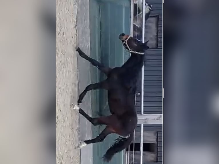 Duits sportpaard Merrie 1 Jaar 150 cm Donkerbruin in Lauterbach
