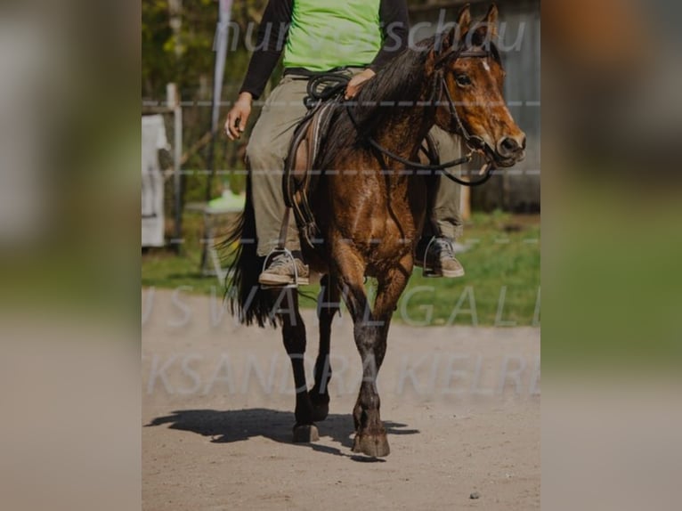 Duits sportpaard Merrie 1 Jaar 150 cm Palomino in Wandlitz
