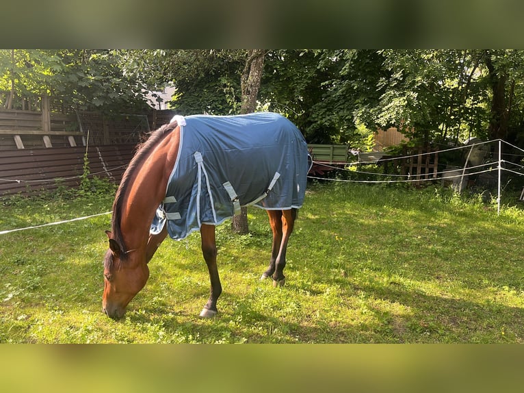 Duits sportpaard Mix Merrie 1 Jaar 158 cm Bruin in Erkenbrechtsweiler