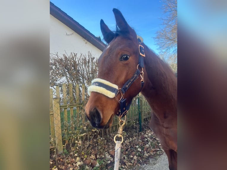 Duits sportpaard Mix Merrie 1 Jaar 158 cm Bruin in Erkenbrechtsweiler