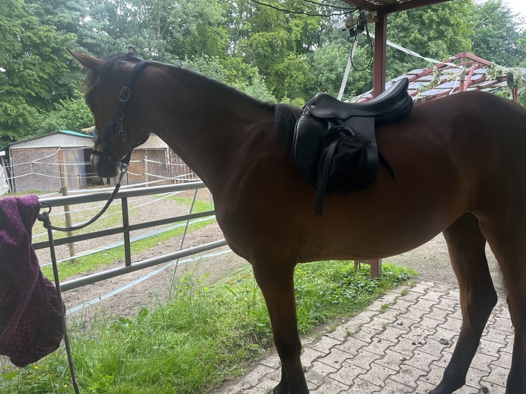 Duits sportpaard Mix Merrie 1 Jaar 158 cm Bruin in Erkenbrechtsweiler