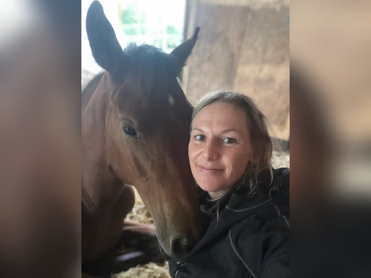 Duits sportpaard Mix Merrie 1 Jaar 158 cm Bruin in Erkenbrechtsweiler