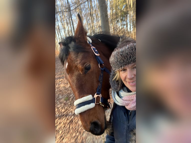 Duits sportpaard Mix Merrie 1 Jaar 158 cm Bruin in Erkenbrechtsweiler