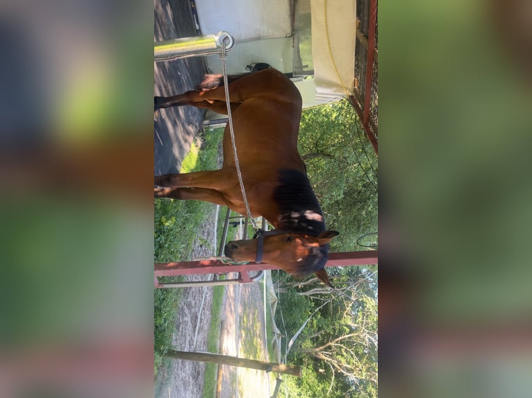 Duits sportpaard Mix Merrie 1 Jaar 158 cm Bruin in Erkenbrechtsweiler