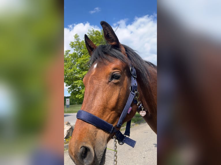 Duits sportpaard Mix Merrie 1 Jaar 158 cm Bruin in Erkenbrechtsweiler