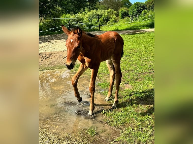 Duits sportpaard Mix Merrie 1 Jaar 158 cm Bruin in Erkenbrechtsweiler