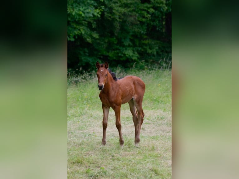 Duits sportpaard Mix Merrie 1 Jaar 158 cm Bruin in Erkenbrechtsweiler