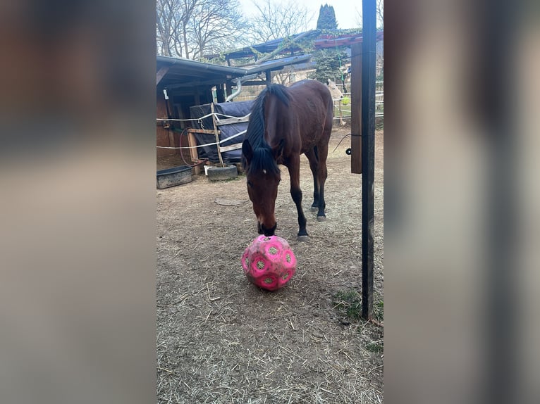 Duits sportpaard Mix Merrie 1 Jaar 158 cm Bruin in Erkenbrechtsweiler