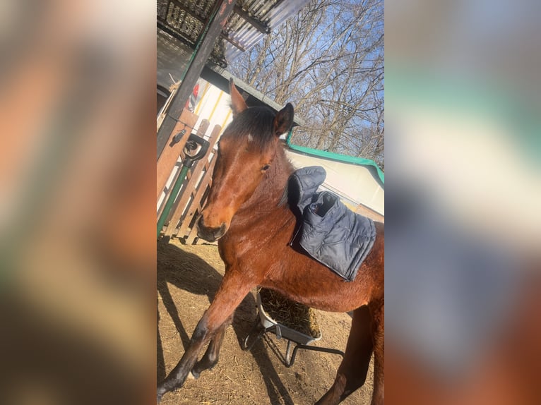 Duits sportpaard Mix Merrie 1 Jaar 158 cm Bruin in Erkenbrechtsweiler