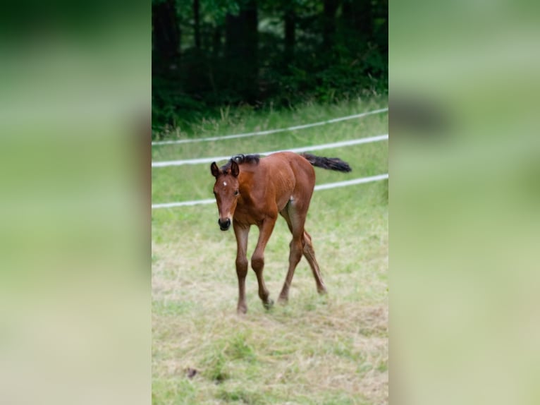 Duits sportpaard Mix Merrie 1 Jaar 158 cm Bruin in Erkenbrechtsweiler