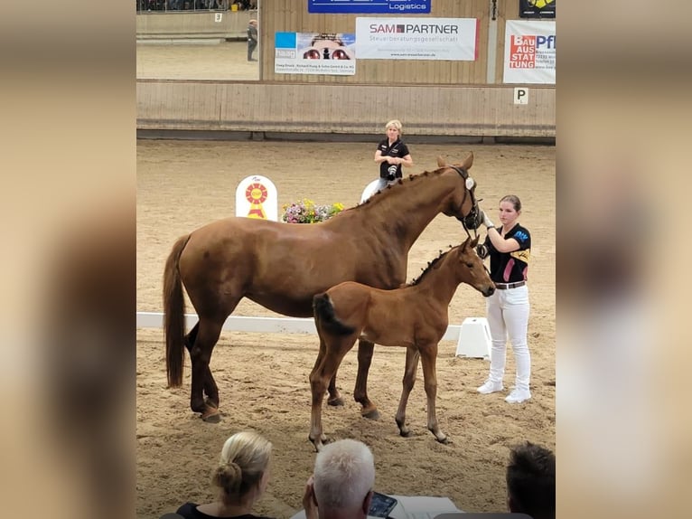 Duits sportpaard Mix Merrie 1 Jaar 158 cm Bruin in Erkenbrechtsweiler
