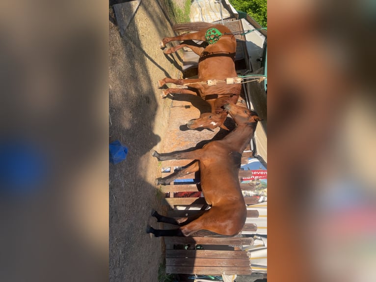 Duits sportpaard Mix Merrie 1 Jaar 158 cm Bruin in Erkenbrechtsweiler