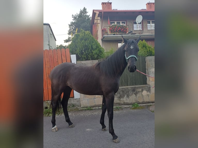 Duits sportpaard Merrie 1 Jaar 163 cm Donkerbruin in M&#x119;cinka