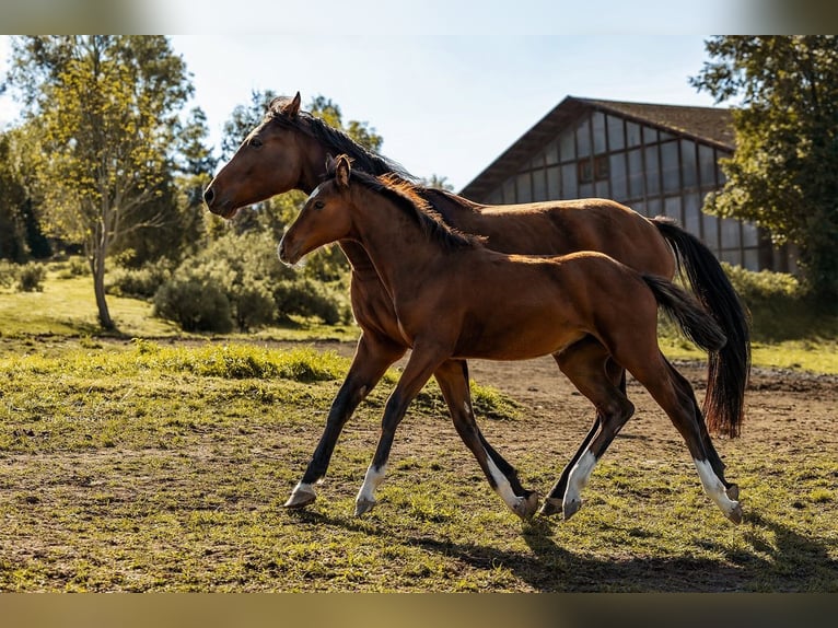 Duits sportpaard Merrie 1 Jaar 165 cm Bruin in Geroldsgrün