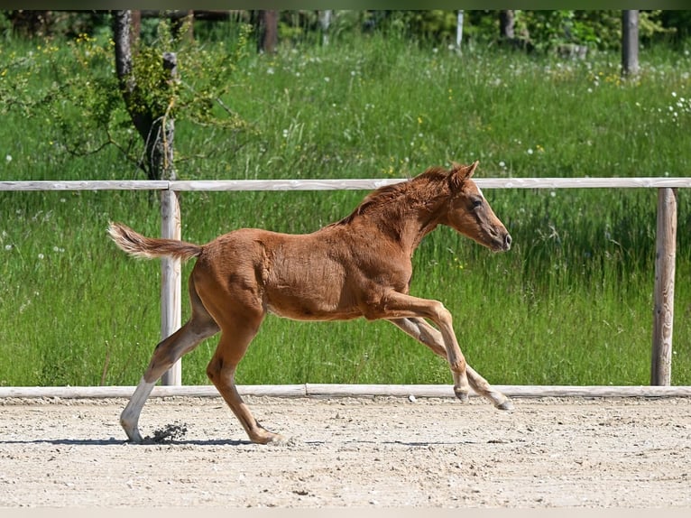 Duits sportpaard Merrie 1 Jaar 165 cm Vos in Weil