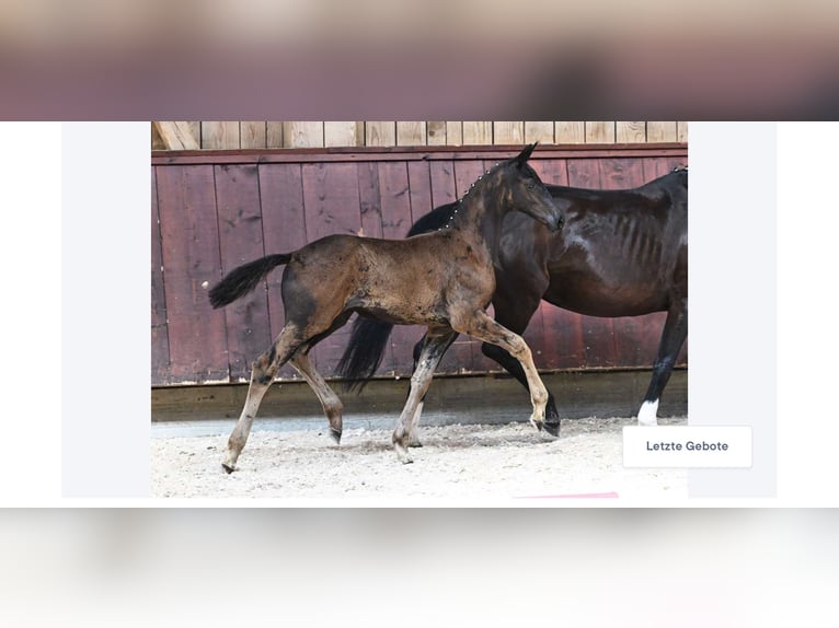 Duits sportpaard Merrie 1 Jaar 165 cm Zwart in Unterthingau