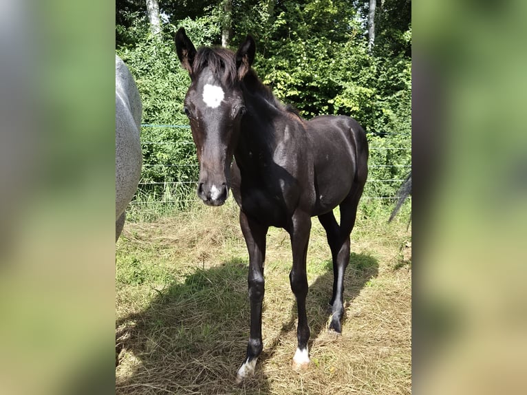 Duits sportpaard Merrie 1 Jaar 165 cm Zwartschimmel in Möllenbeck
