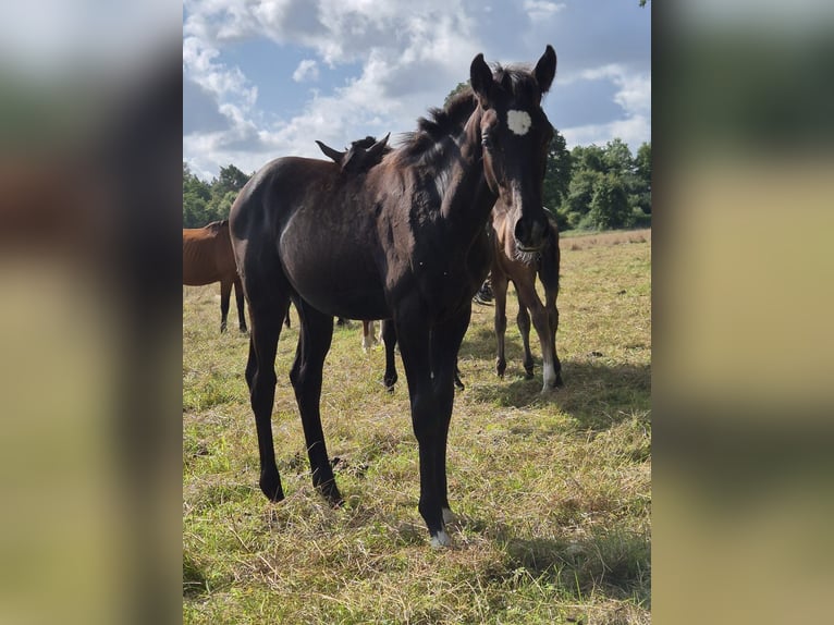 Duits sportpaard Merrie 1 Jaar 165 cm Zwartschimmel in Möllenbeck
