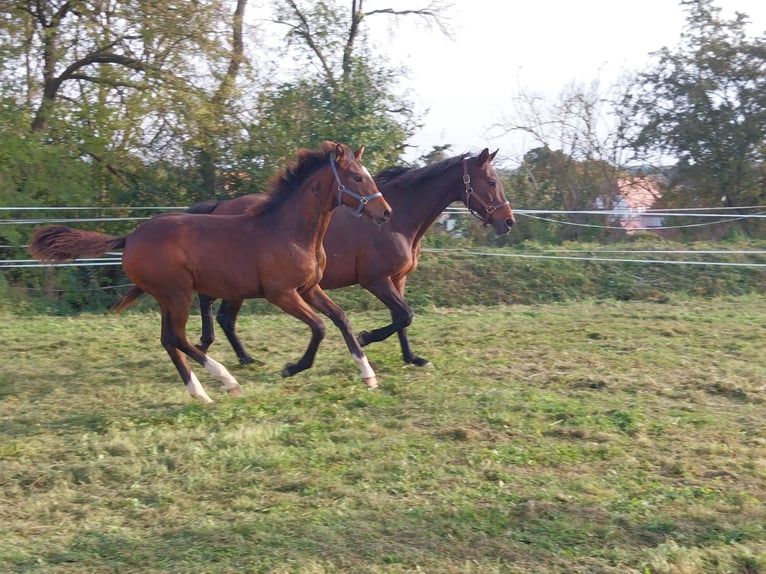 Duits sportpaard Merrie 1 Jaar 166 cm Brauner in Querfurt