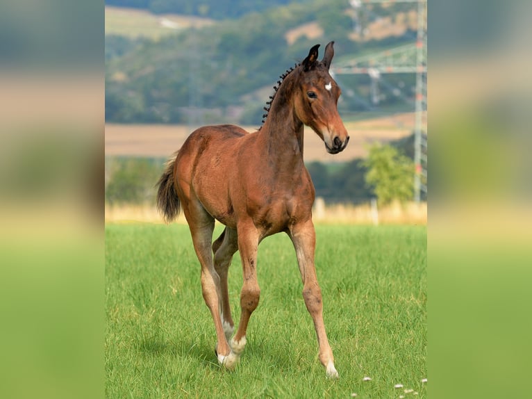 Duits sportpaard Merrie 1 Jaar 168 cm Bruin in Camburg