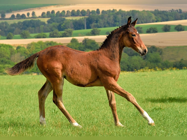 Duits sportpaard Merrie 1 Jaar 168 cm Bruin in Camburg