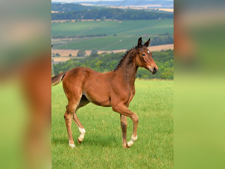 Duits sportpaard Merrie 1 Jaar 168 cm Bruin in Camburg
