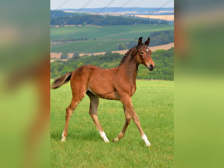 Duits sportpaard Merrie 1 Jaar 168 cm Bruin in Camburg