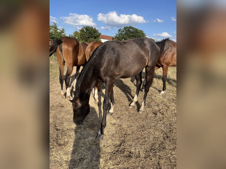 Duits sportpaard Merrie 1 Jaar 168 cm Zwartschimmel in Dormagen