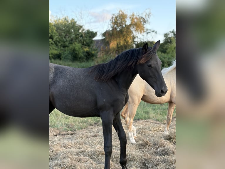 Duits sportpaard Merrie 1 Jaar 170 cm Appelschimmel in AhlumBeetzendorf