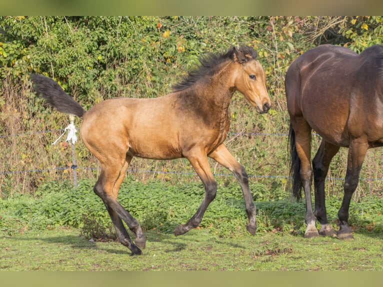 Duits sportpaard Merrie 1 Jaar 170 cm Buckskin in Dessau-Roßlau